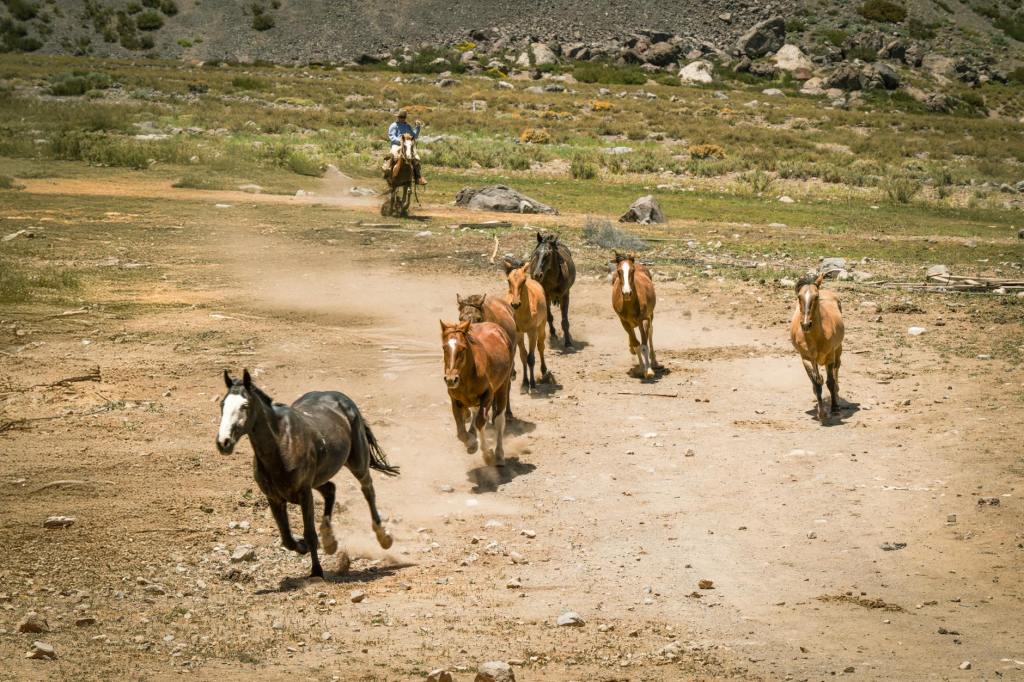 John Wayne’s Horses